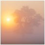 slides/Soft Dawn.jpg oak tree, newark priory,surrey,ripley,wisley,ruin,fog,mist,sunrise,cloud,ethereal,pink hues,dawn Soft Dawn